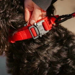 Tactical Nylon Dog Collar Elite Red 14 Tactical Nylon Dog Collar Elite Red -Urban Carry Store 03195202 F6BB 4D98 8D36 DBEC009401EA