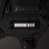 Working Dog W/White Paw -Urban Carry Store 909F4A2A FD8A 4AC1 A634 D95199F78D19